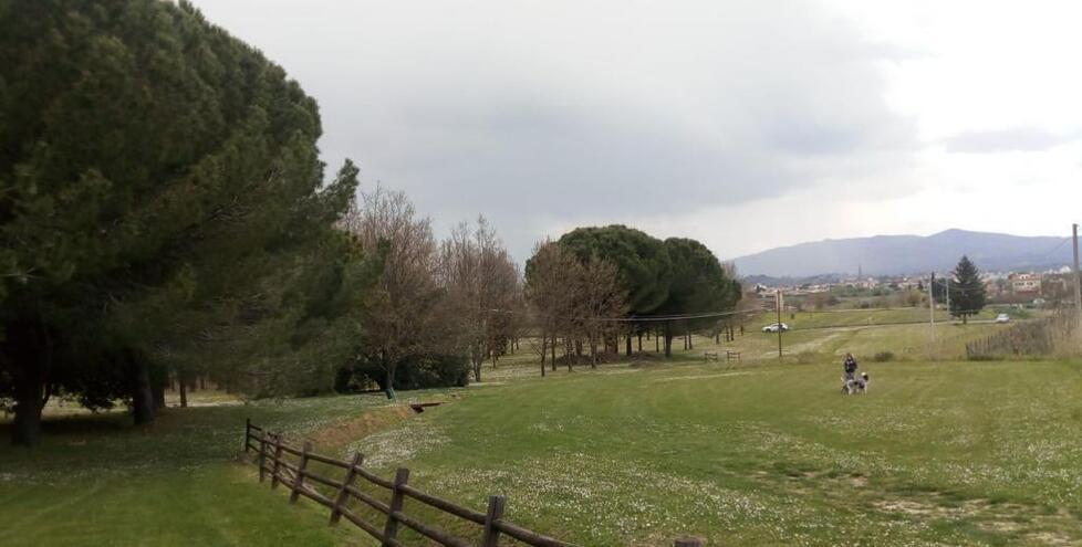 I pini si trovano all’interno del parco pubblico della Corniola