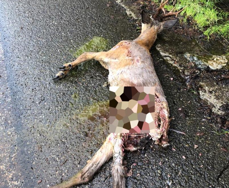 Montecreto Capriolo sbranato da un lupo in strada «Troppi predatori, è ora di intervenire» 