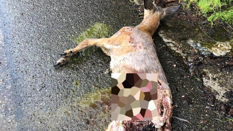 Montecreto Capriolo sbranato da un lupo in strada «Troppi predatori, è ora di intervenire» 