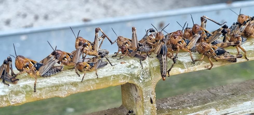 Cavallette, invasione totale: 18mila ettari sono già infestati 
