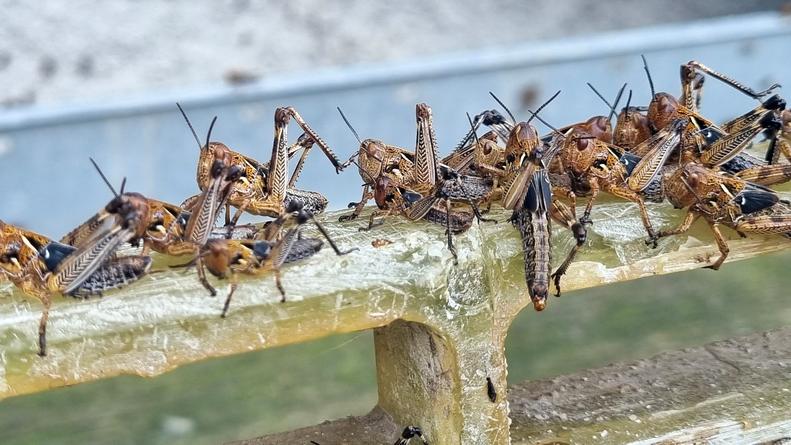 Cavallette, invasione totale: 18mila ettari sono già infestati