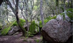 Nuoro, l'Ortobene rinasce con Forestas: nuovi cantieri in cima al monte