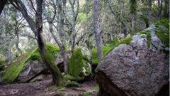 Nuoro, l'Ortobene rinasce con Forestas: nuovi cantieri in cima al monte
