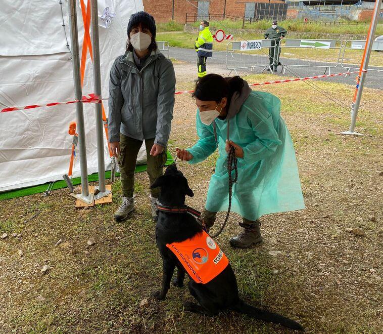 Il fiuto dei  cani da screening  meglio dei tamponi antigenici 