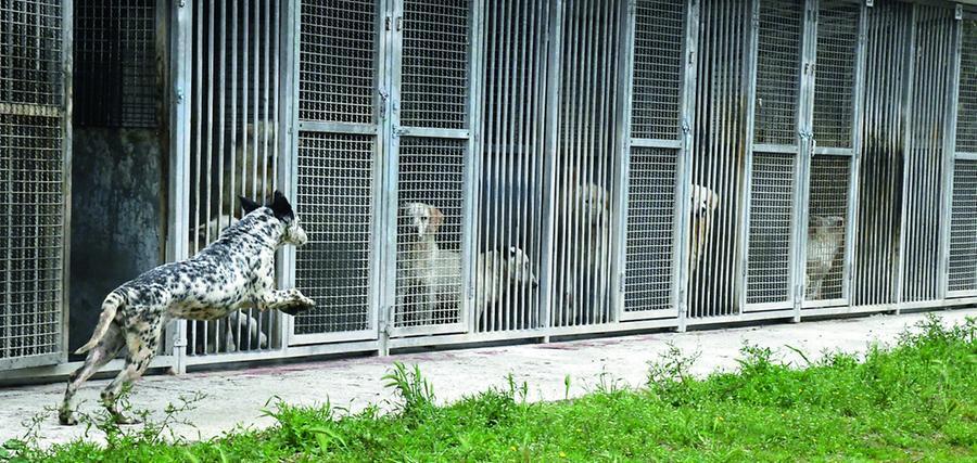 Canile Croce blu, l’Sos dei volontari di Nuoro: «Animali maltrattati e struttura in abbandono»