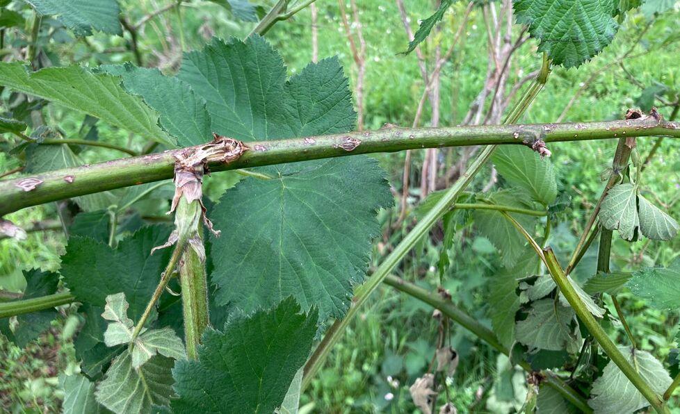 Abetone, il vento fa danni sulla montagna e dimezza mirtilli e frutti di bosco
