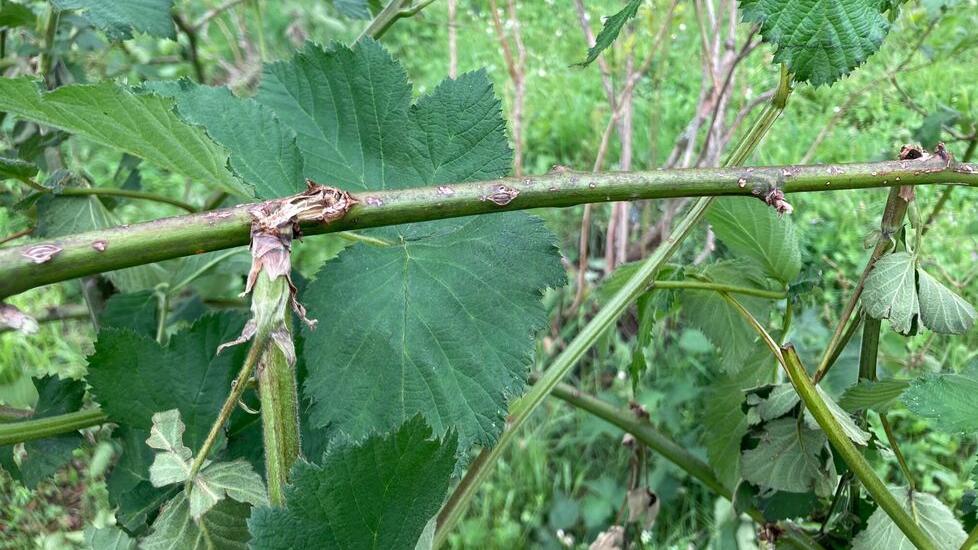 Abetone, il vento fa danni sulla montagna e dimezza mirtilli e frutti di bosco