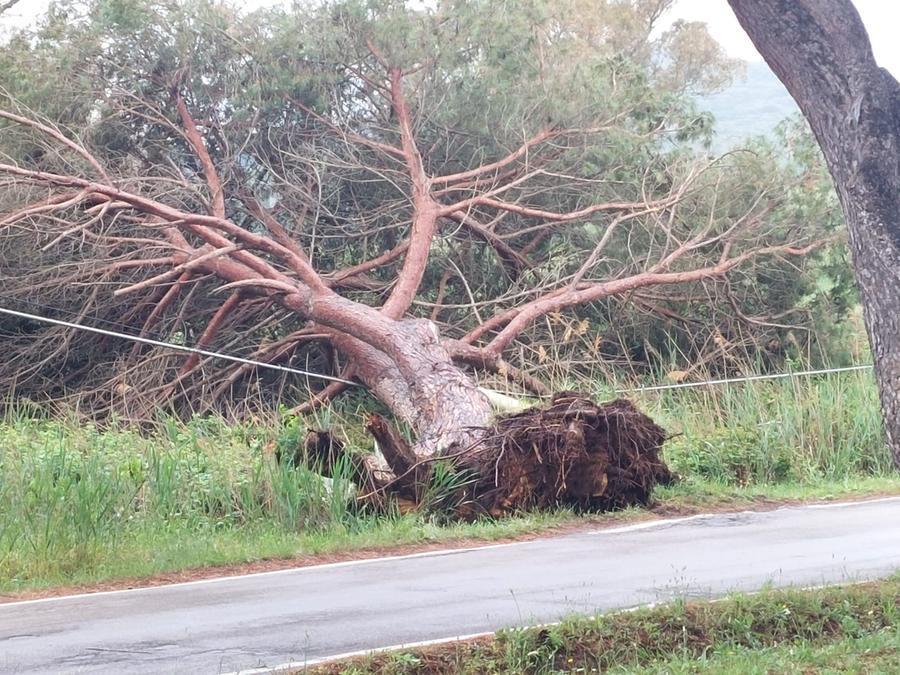 Baratti, è la strage dei pini: cade un altro albero