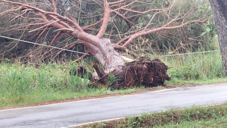 Baratti, è la strage dei pini: cade un altro albero