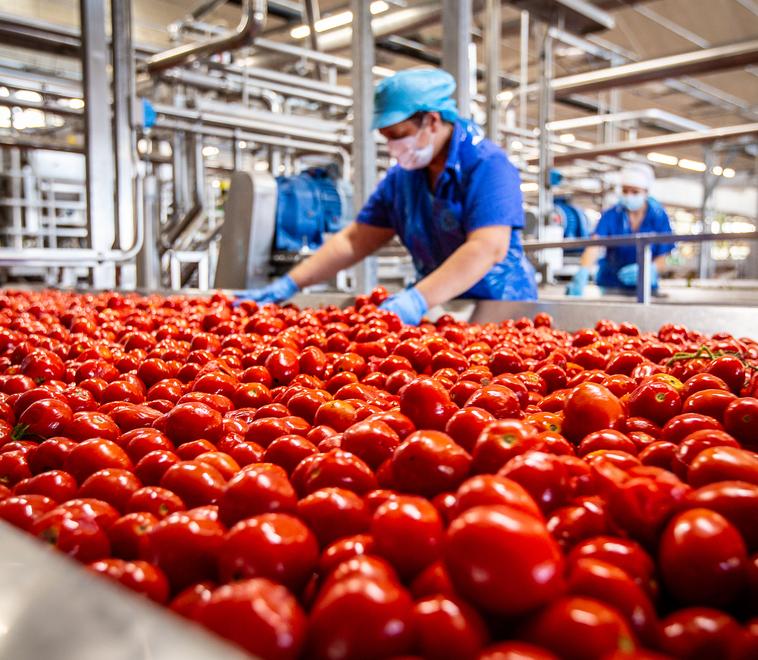 Conserve Italia cerca 250 stagionali: in azienda la formazione gratuita