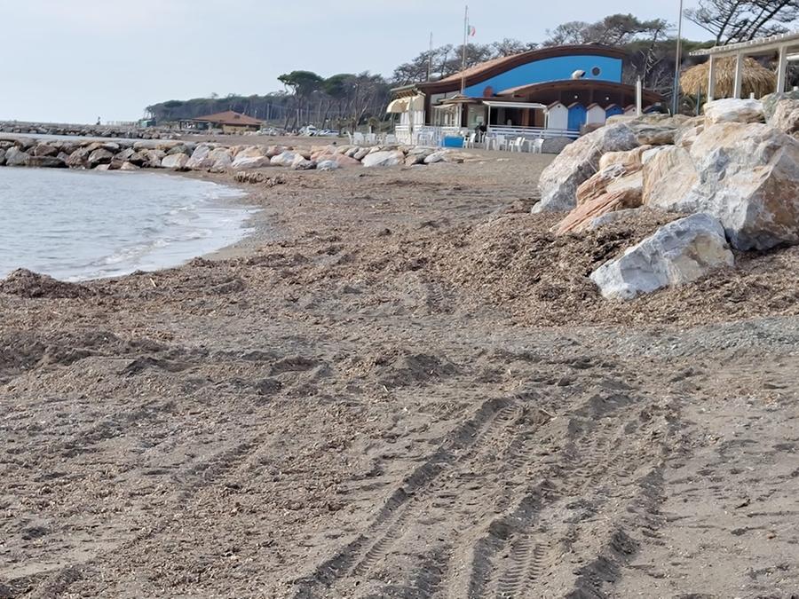 Spiagge a Marina di Cecina, firmato il nuovo protocollo: la posidonia potrà essere interrata