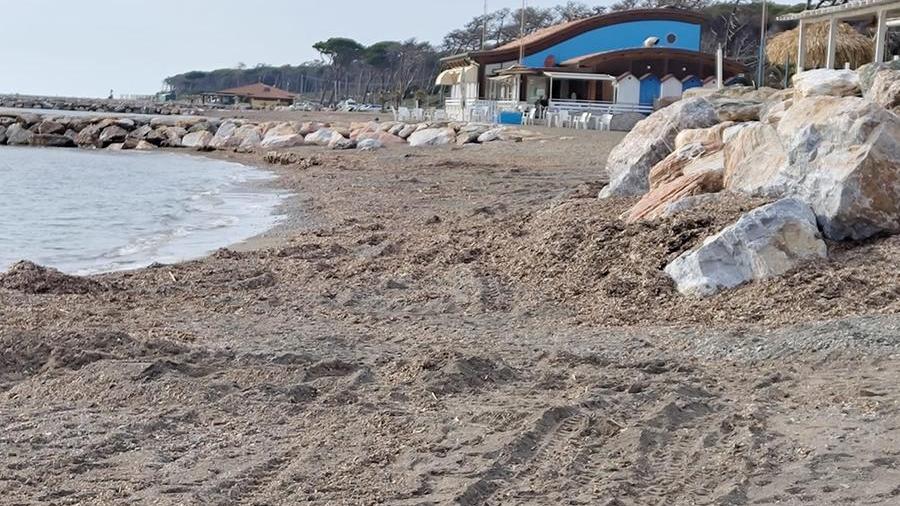 Spiagge a Marina di Cecina, firmato il nuovo protocollo: la posidonia potrà essere interrata