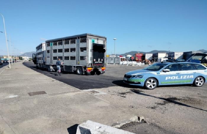 Trasporto animali vivi e alimenti: polizia stradale in azione nel nord dell’isola