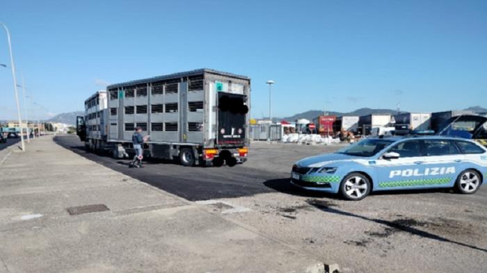 Trasporto animali vivi e alimenti: polizia stradale in azione nel nord dell’isola