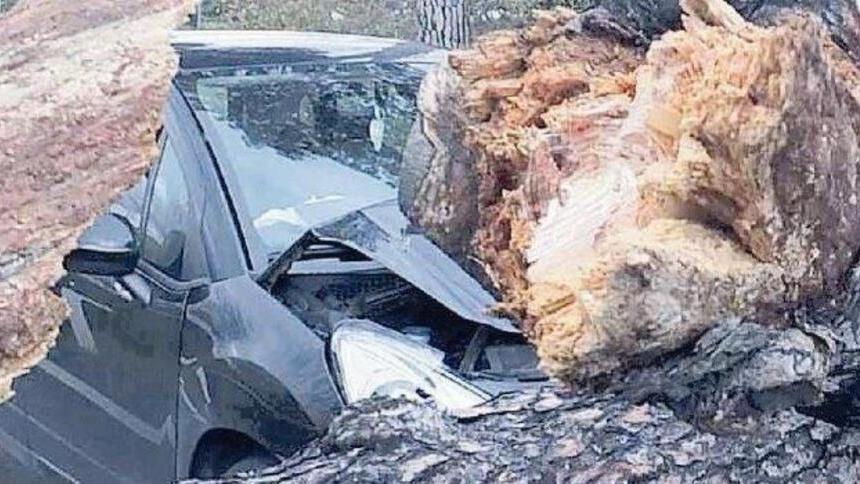 Un albero cade sulla sua auto e la distrugge: risarcito di oltre 50mila euro dopo 23 anni e 5 mesi