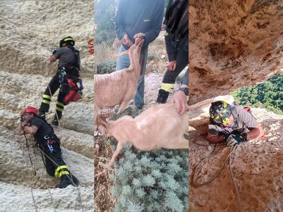Laerru, i vigili del fuoco salvano due capre bloccate in un dirupo