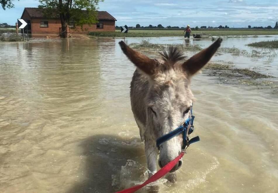 Mais, l’asinello di Russi salvato dai volontari carpigiani del centro Loto: «Due giorni nell’acqua» 