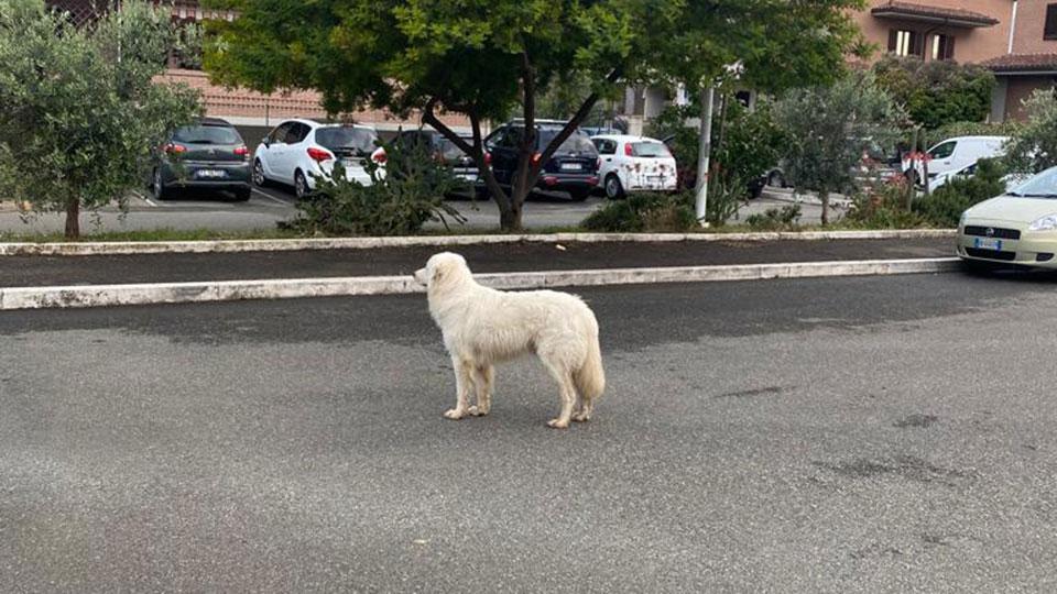 Grosseto, quartiere sotto scacco di un cane: «Abbiamo paura a uscire di casa»