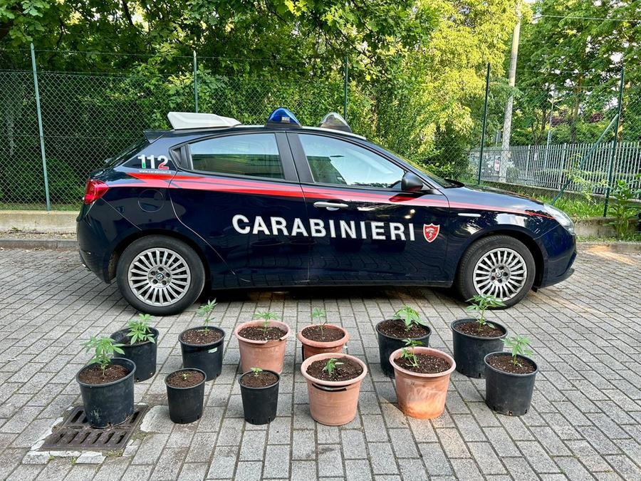 Coltiva marijuana nel cortile di casa, denunciato un 47enne