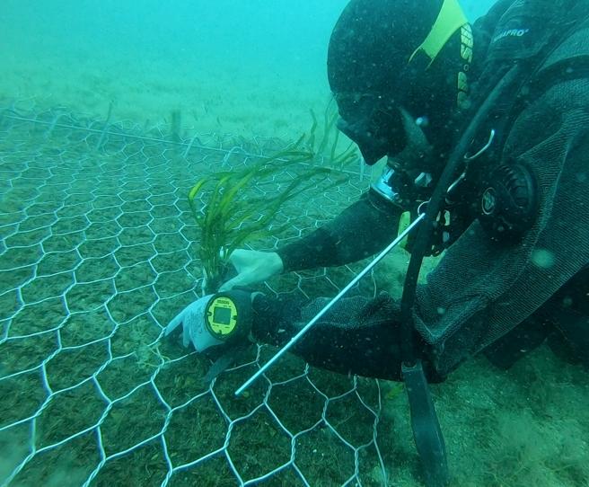Nel Golfo dell'Asinara il più grande trapianto di posidonia del Mediterraneo