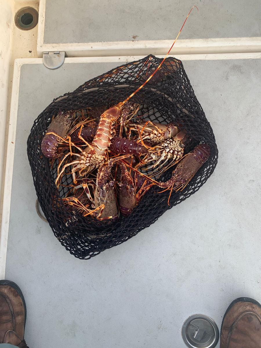 Pesca illegale di aragoste: la Forestale in azione nell’Amp di Capo Caccia
