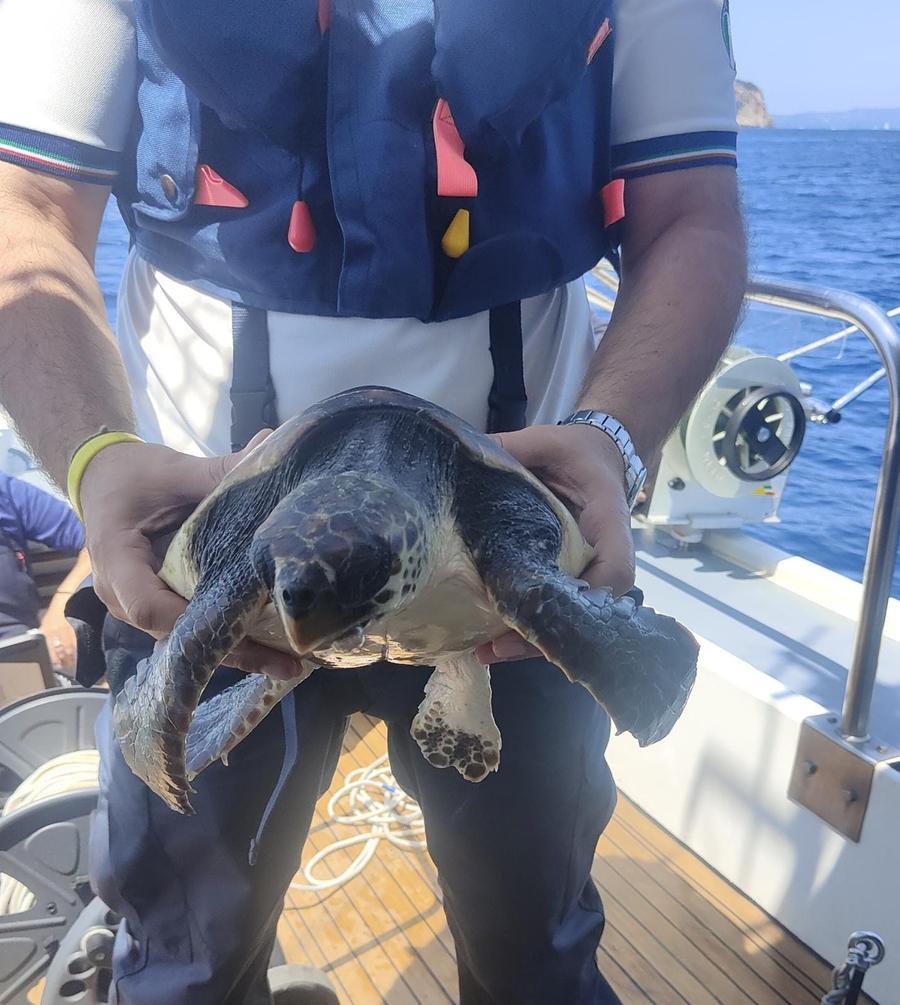 Salvata una tartaruga marina a Capo Figari