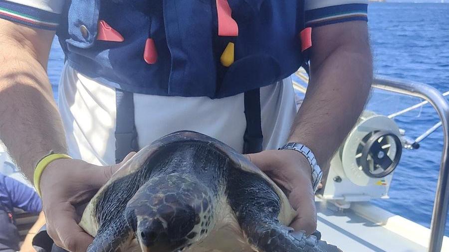Salvata una tartaruga marina a Capo Figari
