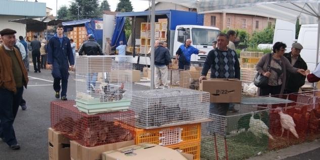 Spilamberto, il mercato degli animali è a rischio: «Senza un gestore non si va avanti» 