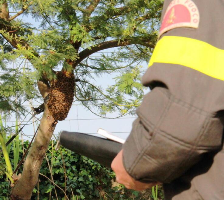 Modena Boom di telefonate ai pompieri per gli sciami «Chiamate l’apicoltore» 