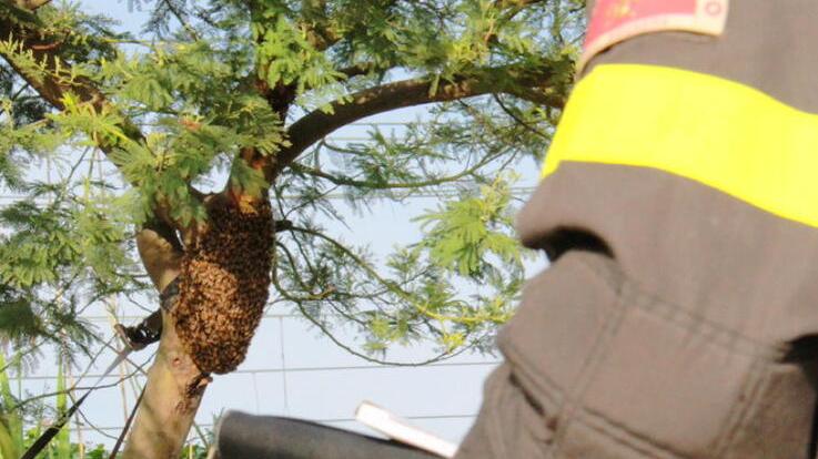 Modena Boom di telefonate ai pompieri per gli sciami «Chiamate l’apicoltore» 