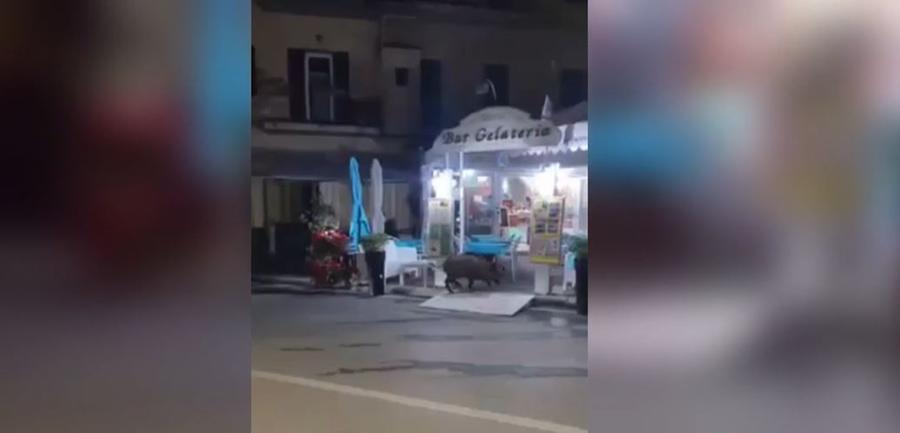 
	Il cinghiale entrato al ristorante di Marina di Campo ripreso da un cittadino

