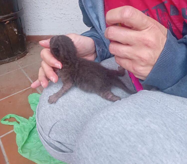 Uno dei due gattini trovati in un sacchetto nel giardino di una villetta in via dei Salici a Pontedera