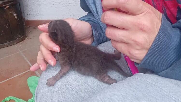 Uno dei due gattini trovati in un sacchetto nel giardino di una villetta in via dei Salici a Pontedera