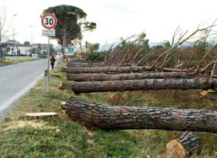 Dopo le proteste dei cittadini, la Soprintendenza dice stop al taglio degli alberi lungo l’Empolese-Valdelsa