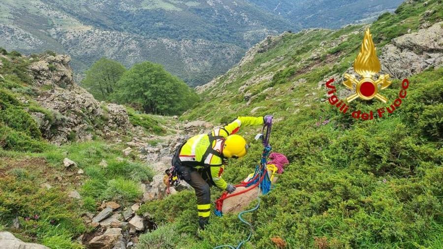 Cade in un dirupo sul Gennargentu: mucca salvata dai vigili del fuoco