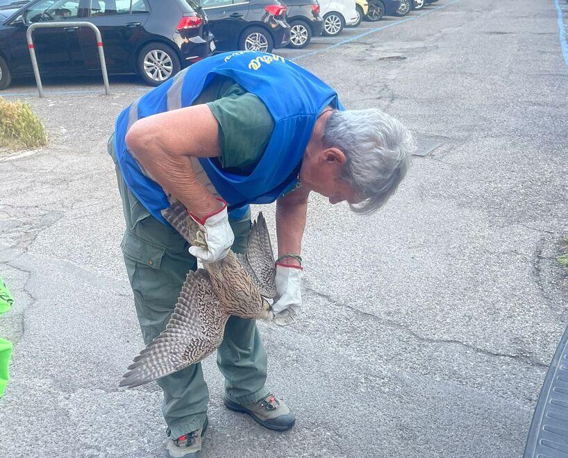Sta male il piccolo falco pellegrino nato dal nido in centro storico