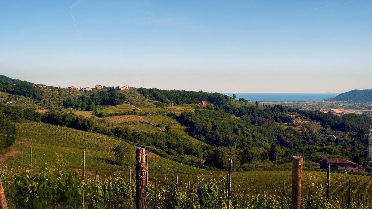 Colli di Luni, sorsi di Vermentino