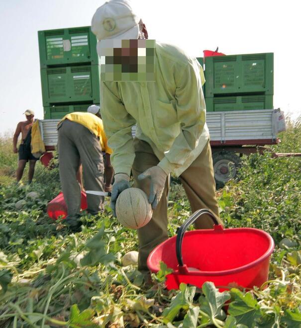 Un bracciante agricolo impegnato nella raccolta dei meloni (foto d’archivio)