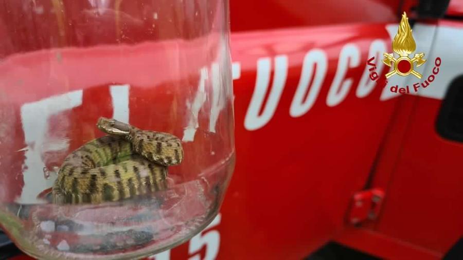 Molazzana, trova una vipera vicino a casa e la blocca sotto un vaso: intervengono i vigili del fuoco