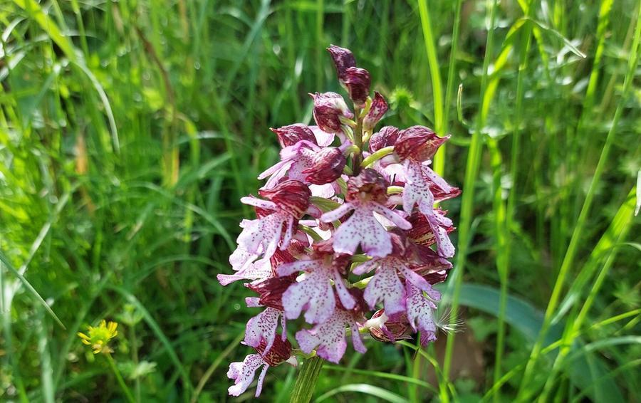 Ferrara, fioriscono le orchidee nel sottomura di Porta degli Angeli