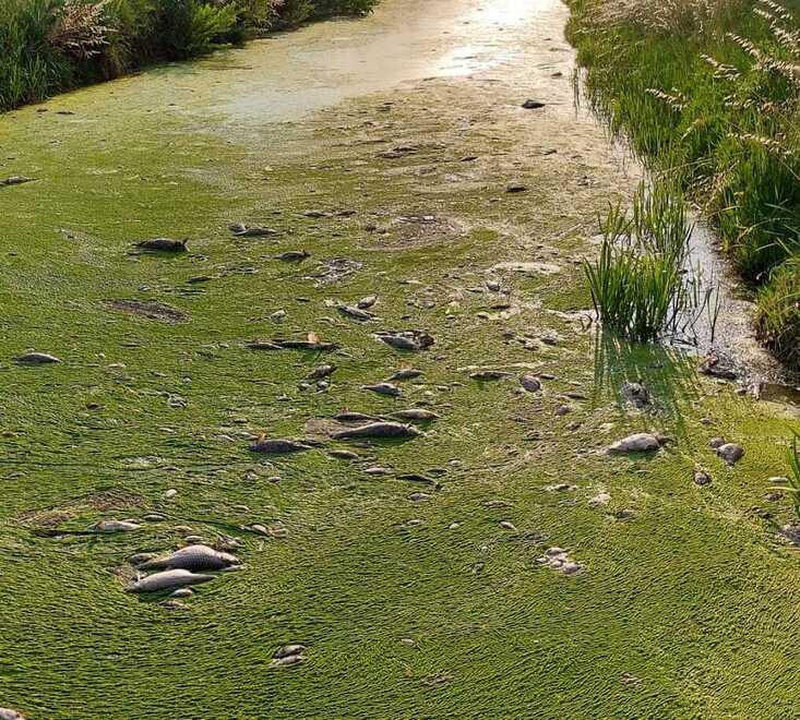 Scarichi nel Canale a Rio Saliceto: strage di pesci in un tappeto di alghe