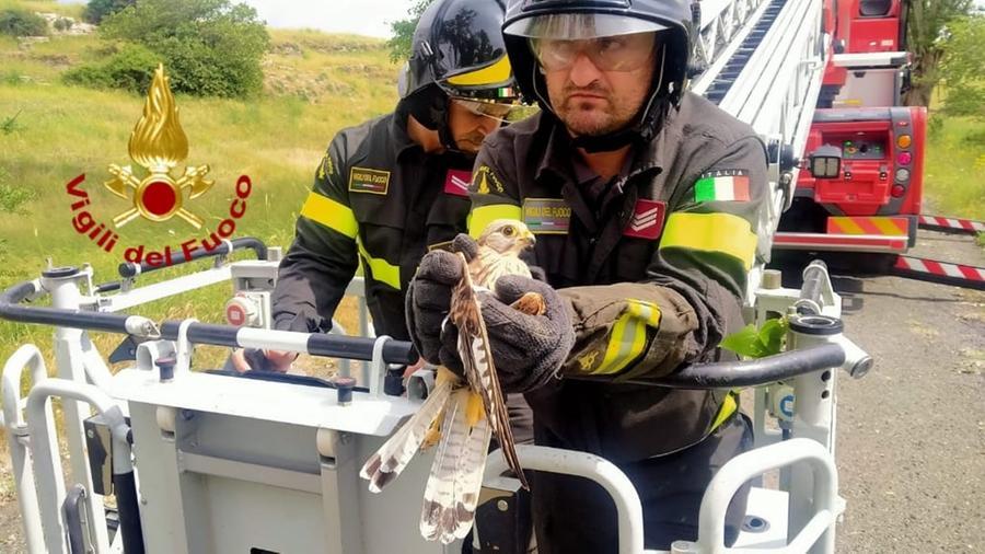 Gheppio impigliato in un albero nei pressi di Giave: salvato dai vigili del fuoco di Sassari