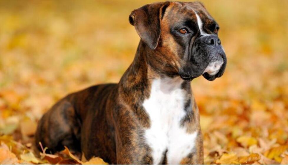 Un cane di razza boxer (foto d’archivio)