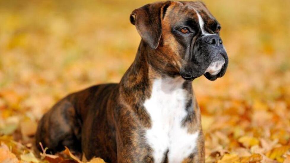 Un cane di razza boxer (foto d’archivio)