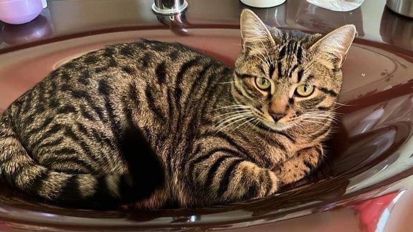 Leopoldo. Il gatto sparito