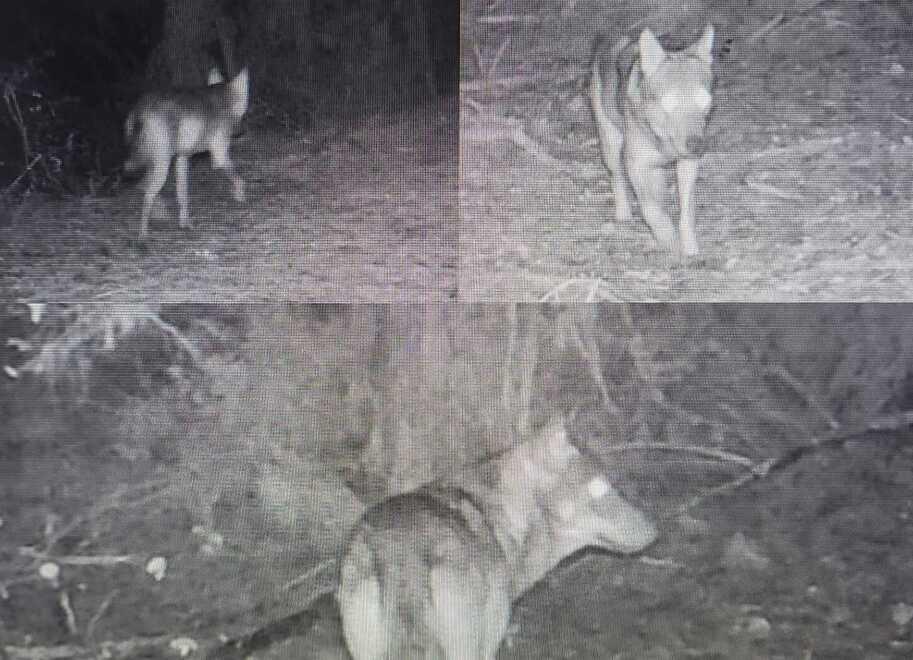 Alcune  immagini scattate dalle fototrappole piazzate dai forestali