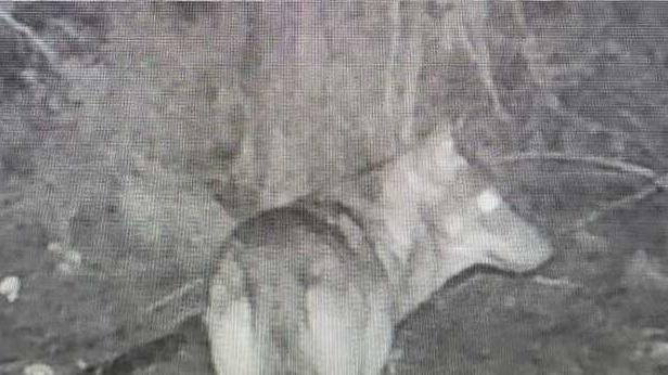 Alcune immagini scattate dalle fototrappole piazzate dai forestali
