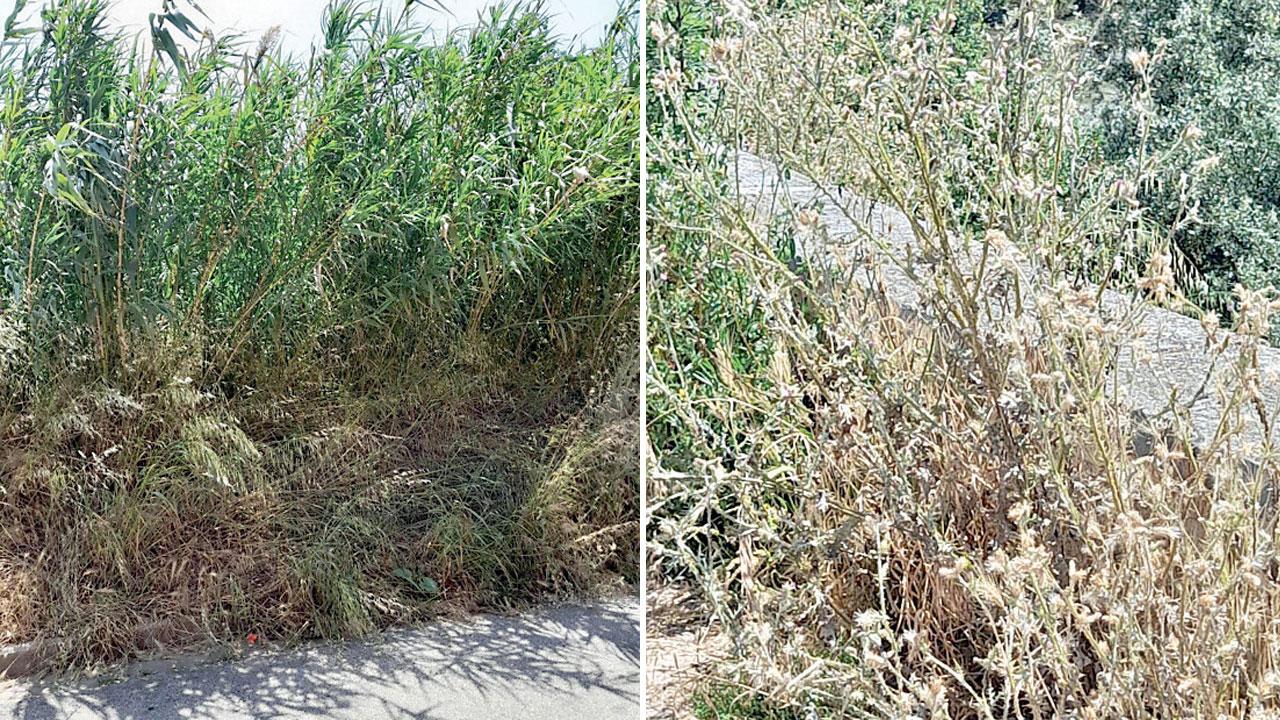 Foto dell’erba alta presente nelle frazioni