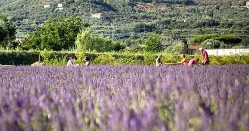 I campi di lavanda