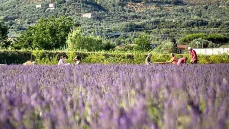 I campi di lavanda